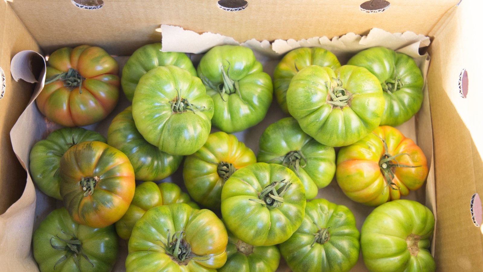 Large ribbed green tomatoes with hints of yellow ripening in a wooden box.