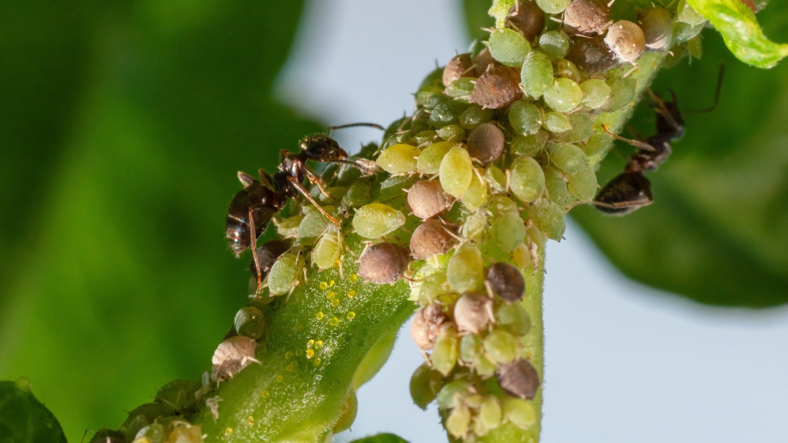 Close-up of soft green and pink aphids clustered on a stem, with ants crawling over them.