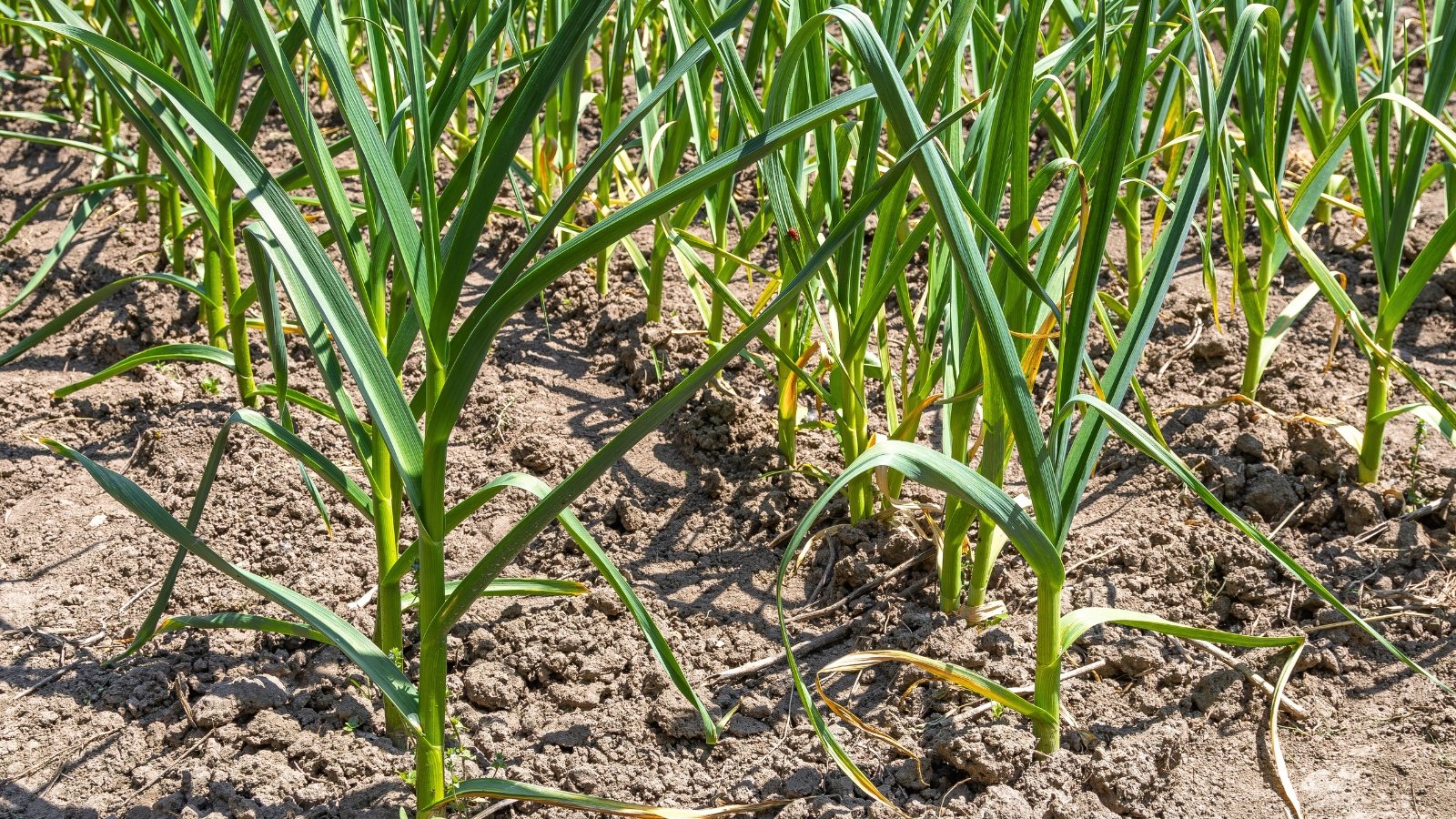 Rows of upright green plants with tall, slender, strap-like leaves that taper to pointed tips, growing closely together in neat lines in the garden bed.