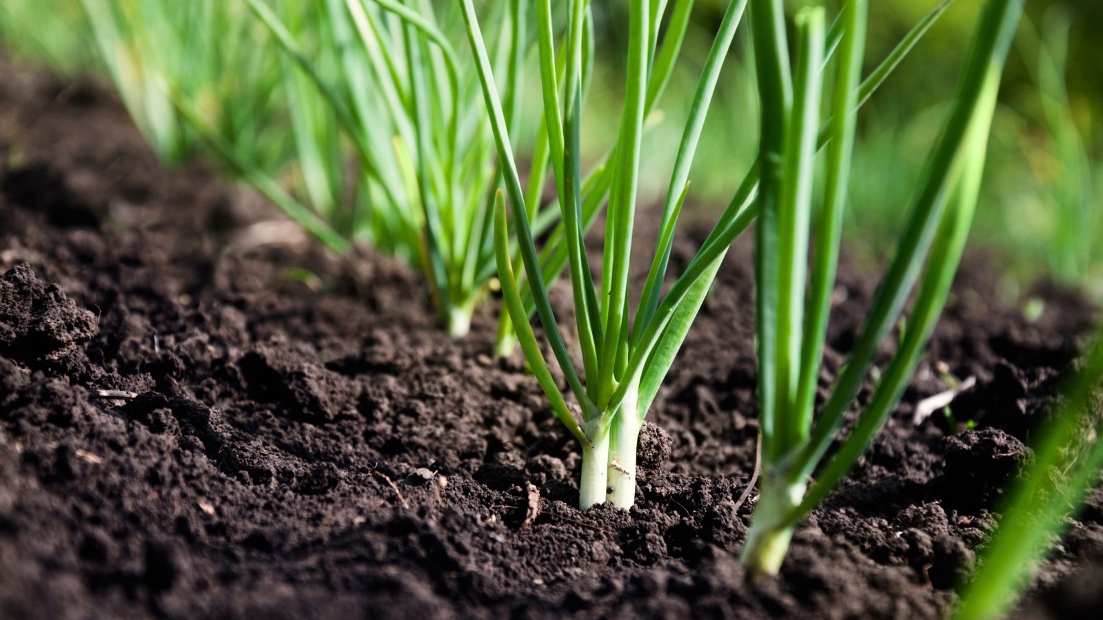 Green onion plants with tall, slender leaves emerge from the soil above swelling white bulbs partly visible at the surface.