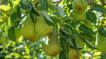 How to Plant, Grow, and Care For Bartlett Pear Trees