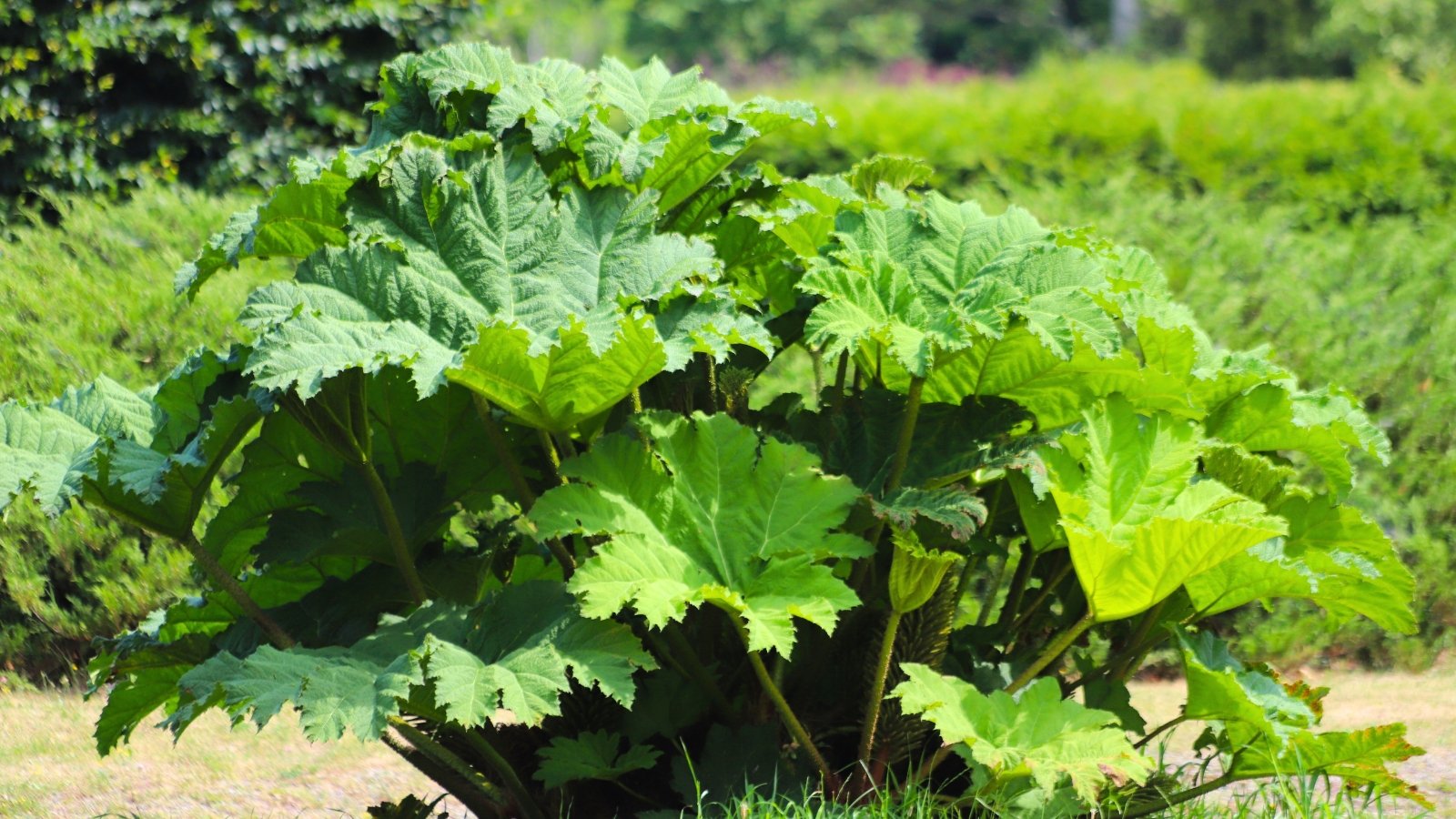 A huge mound of deeply lobed, fan-shaped green leaves with toothed edges and a rough, textured surface.