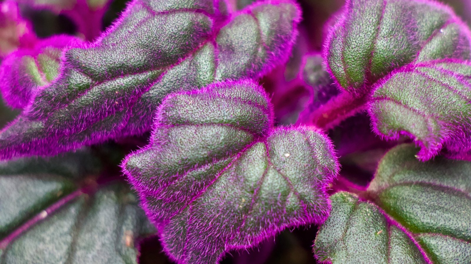 A close-up of dark green, heart-shaped leaves with velvety purple hairs covering their surfaces and stems.