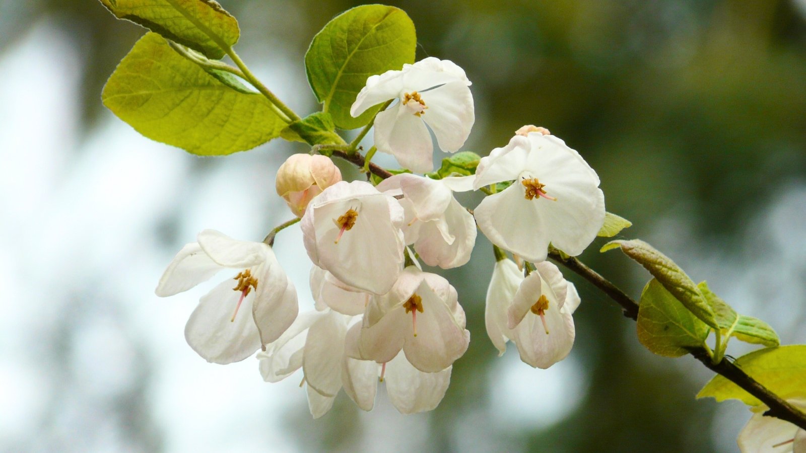 A hanging cluster of small, bell-shaped white flowers with four petals and prominent orange stamens dangling from a green branch.
