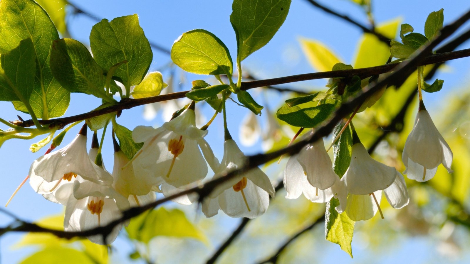 A cluster of small, bell-shaped white flowers with four petals hanging from a thin brown branch with bright green leaves.