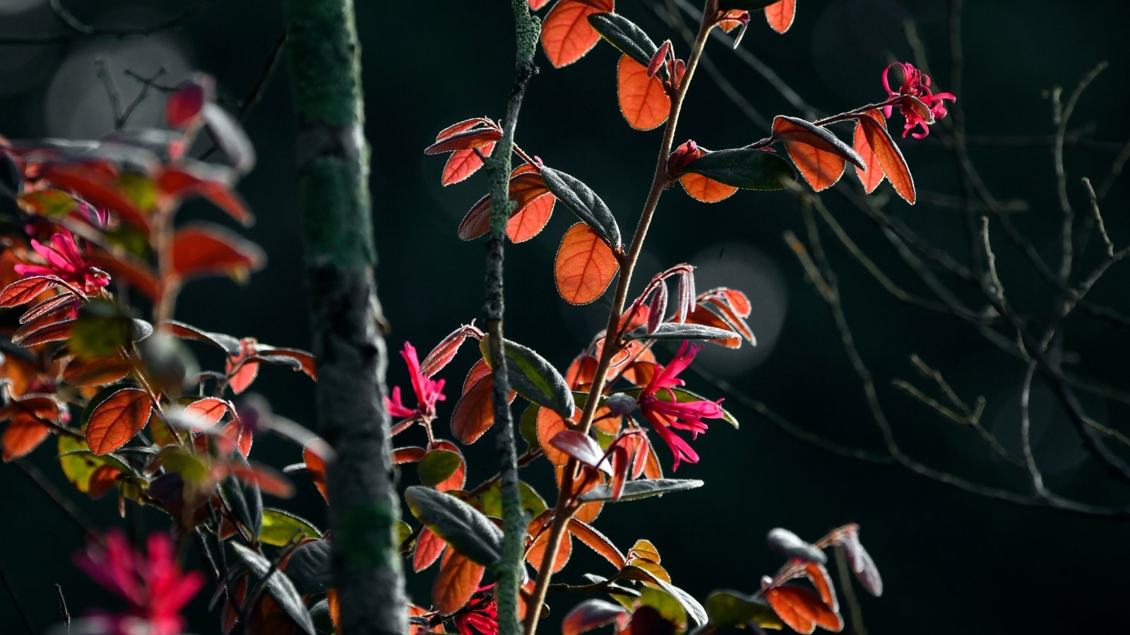 Tree with arching branches, oval green leaves turning shades of orange and purple, adorned with delicate pink, spidery blossoms.