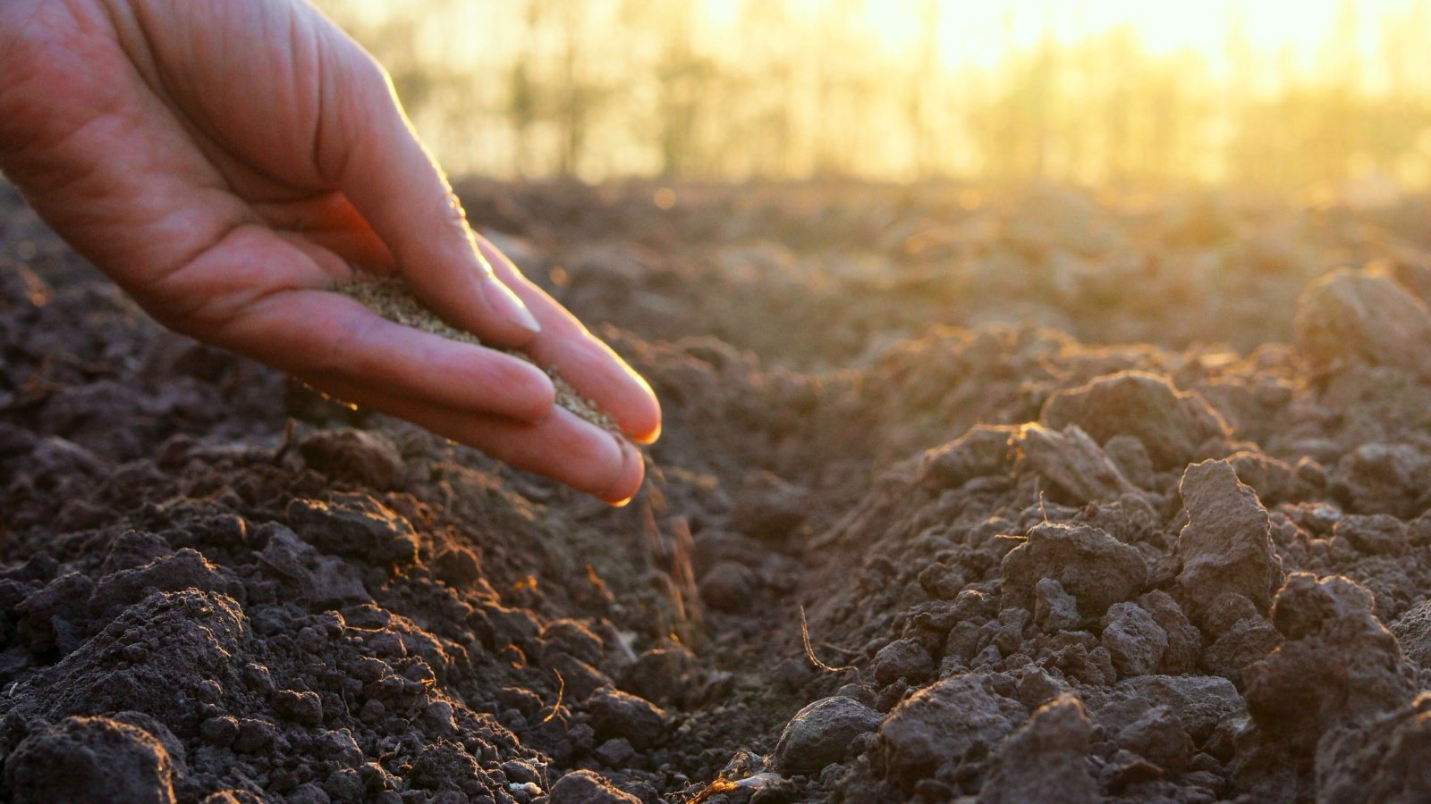 Close-up of a woman’s hand carefully scattering tiny seeds into loose, rich, dark brown soil with visible texture in an autumn garden bed.