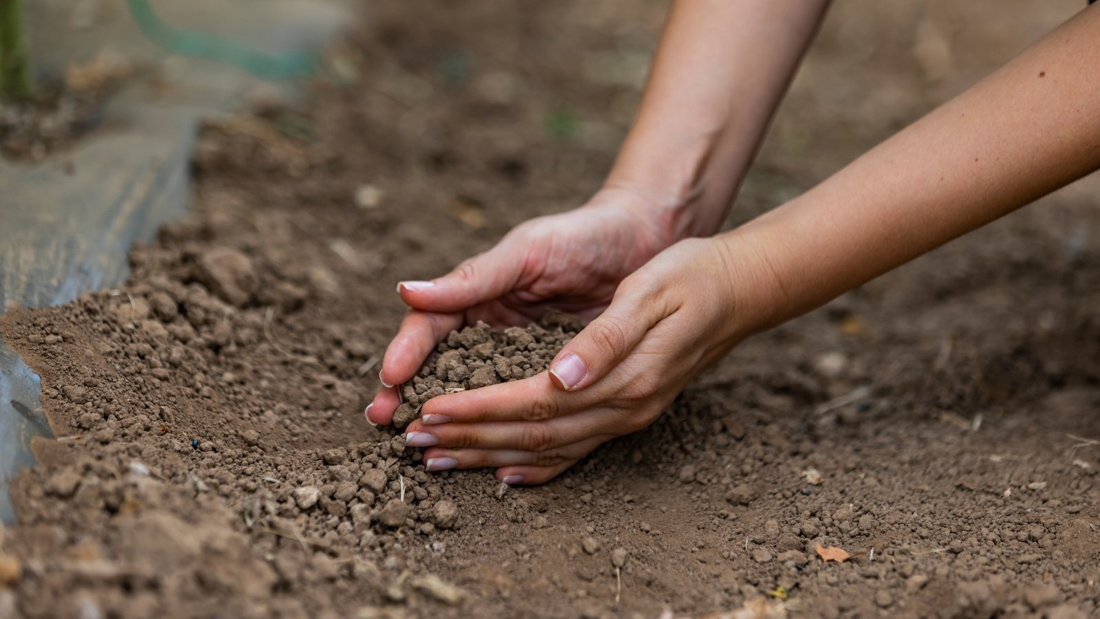 Close-up of female hands holding brown loose soil over a flower bed ready for planting.