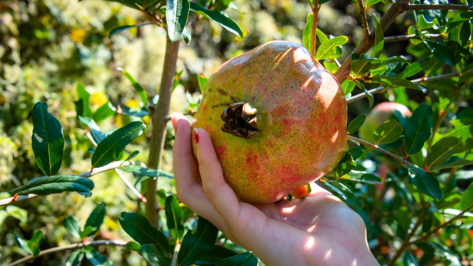 Сlose-up of a woman's hand holding a large, heavy pomegranate with rough, greenish-pink skin still attached to the branch.