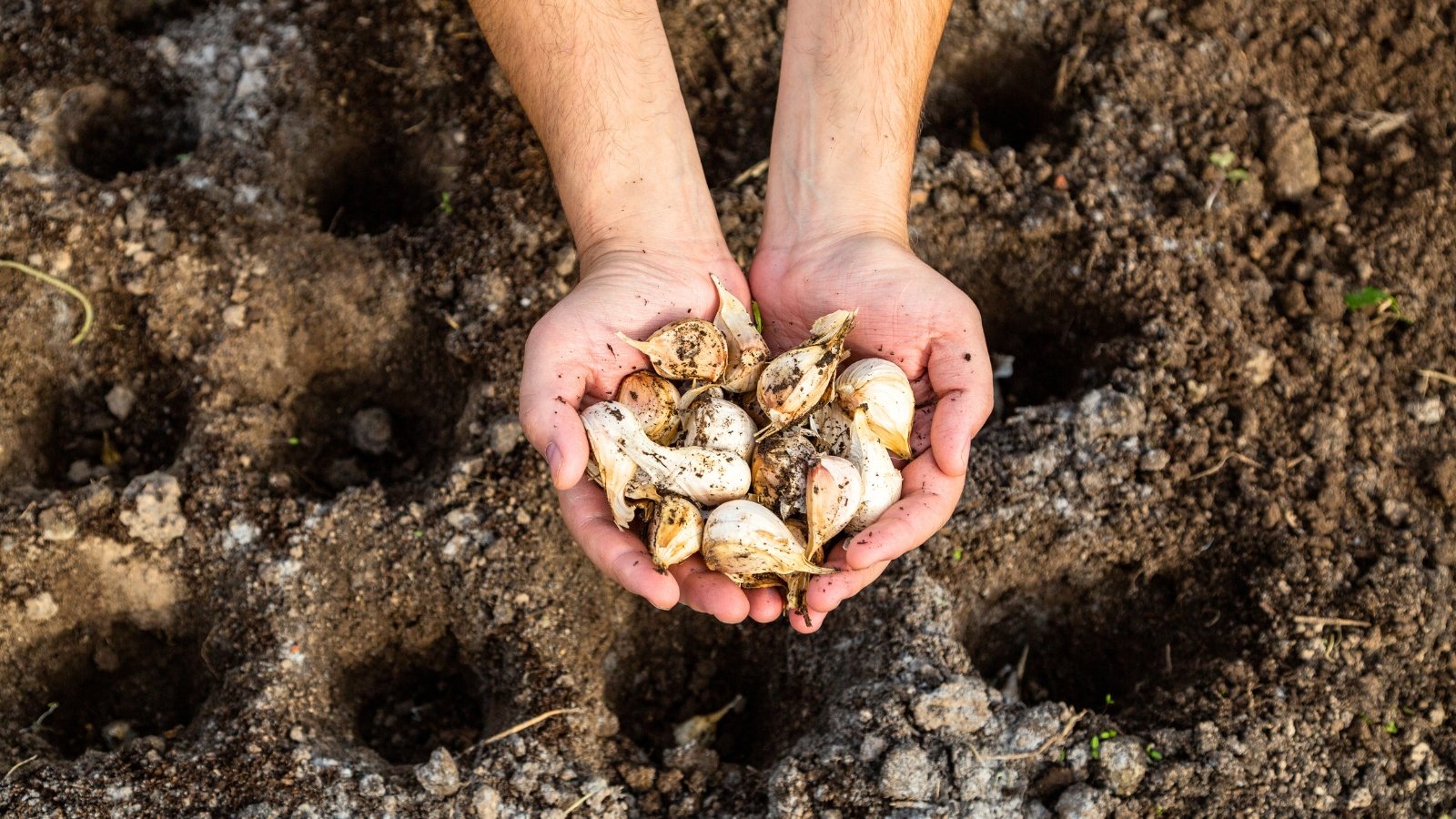 Gardener’s hand holding several white garlic cloves above prepared soil holes, ready for planting.