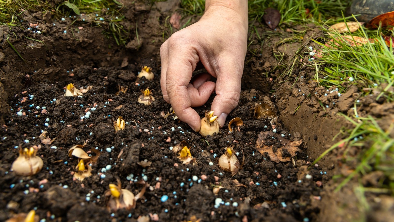 A hand places a crocus bulb into dark soil lightly sprinkled with fertilizer granules, surrounded by several already planted bulbs.