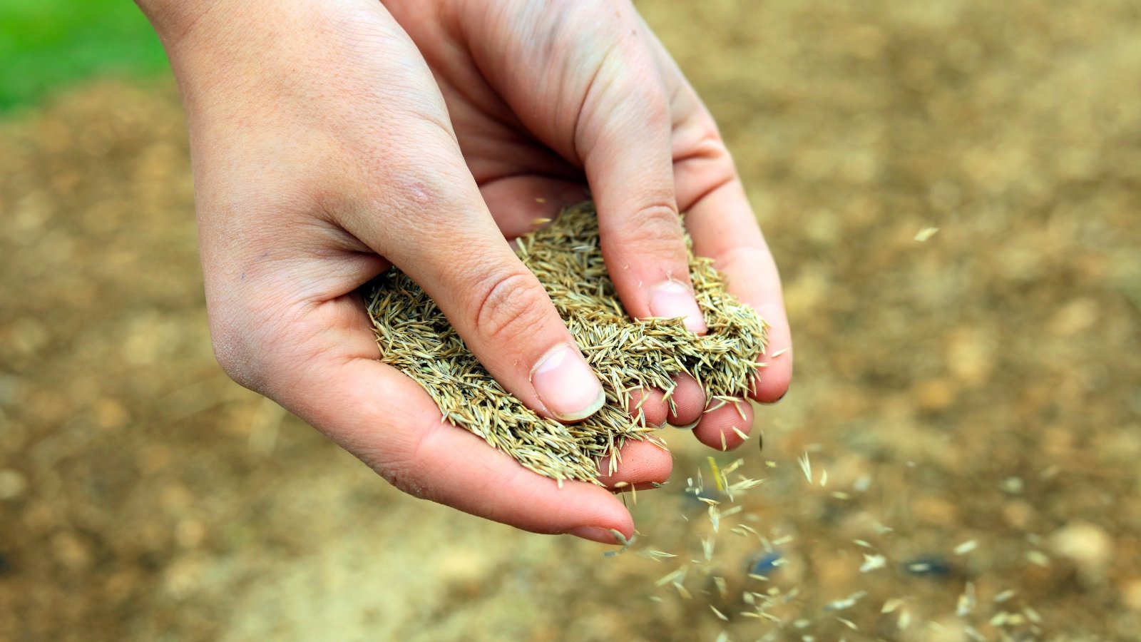 Close-up of female hands sowing grass seeds on top of lawn in garden.