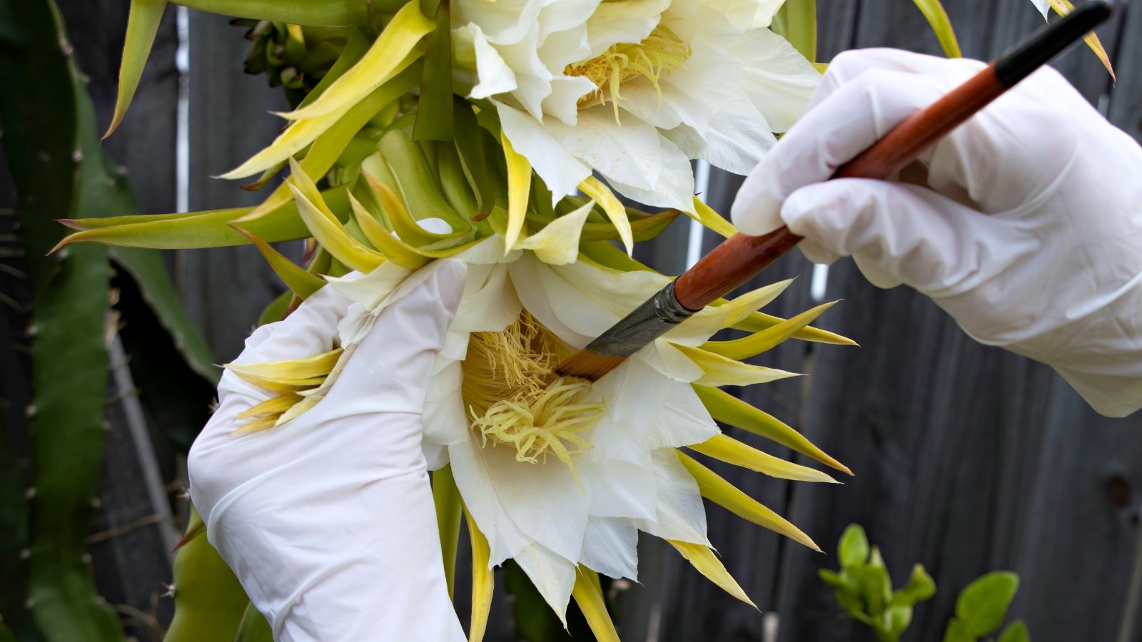 Hands in white gloves carefully pollinate a large white dragon fruit flower with a brush, transferring pollen between its long stamens and central stigma.