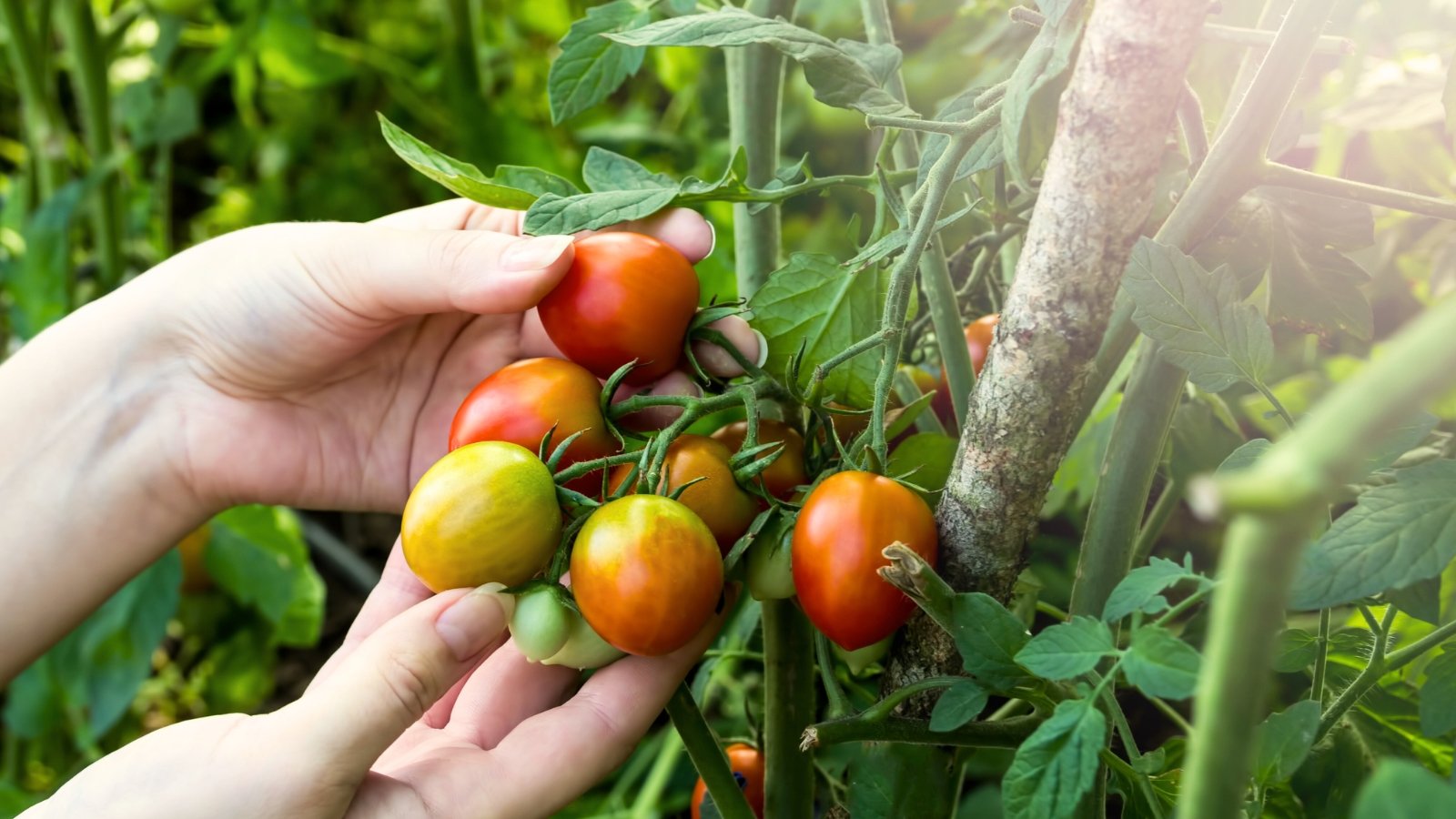 Close-up of a woman’s hands reaching to pick clusters of unripe oval yellow-red tomatoes surrounded by vibrant green leaves.