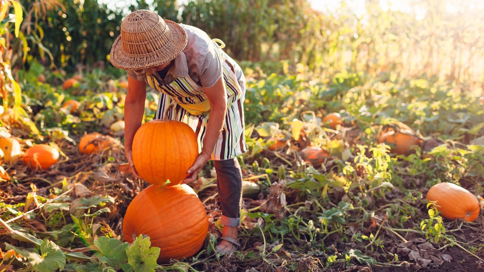 A woman in a straw hat and striped apron harvests large, round, bright orange pumpkins in a sunny field.