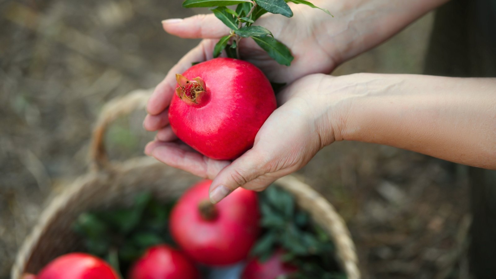 A woman places a freshly picked pomegranate with vibrant, deep pink skin into a wicker basket.