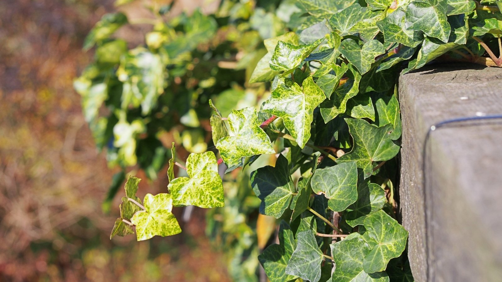Trailing stems covered in glossy, dark green, lobed leaves create a dense, climbing foliage.