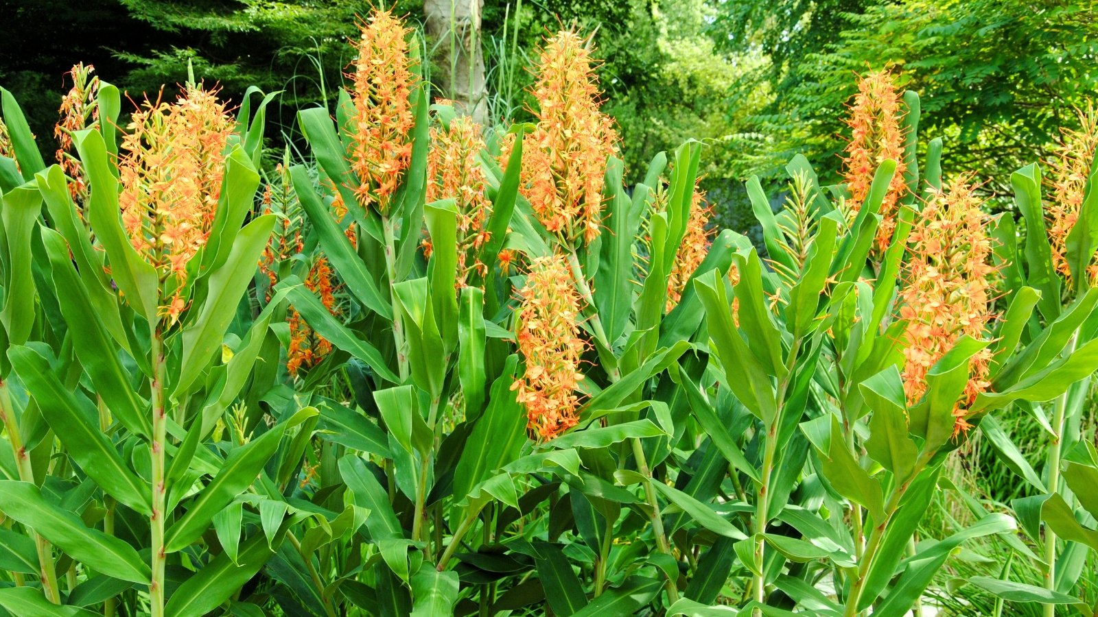 Tall stems with lance-shaped green leaves topped by striking clusters of bright orange, brush-like flowers in bloom.