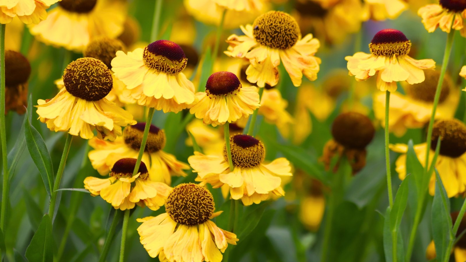 A dense cluster of yellow flowers, each with ruffled, drooping petals and a prominent reddish-brown center.