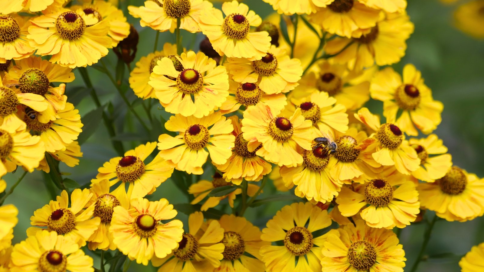 A dense grouping of flowers with yellow, toothed petals and a reddish-brown center dotted with small yellow stamens.