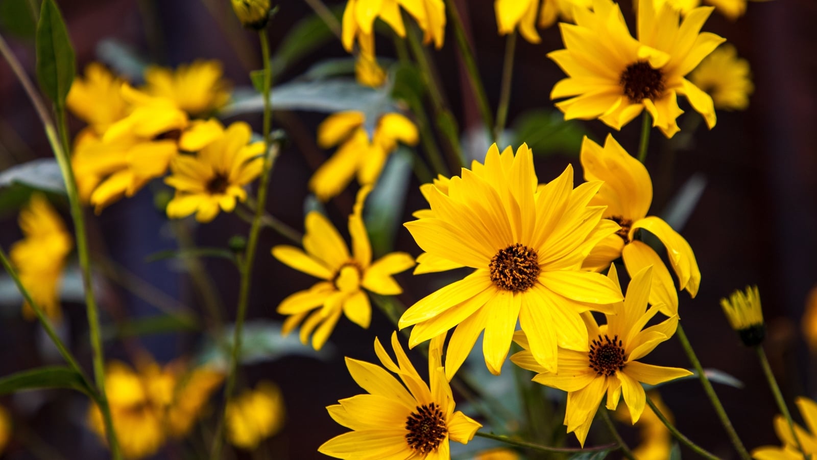 Tall, sturdy stems rise from narrow, lance-shaped green leaves, supporting clusters of bright yellow, daisy-like flowers with prominent central discs.