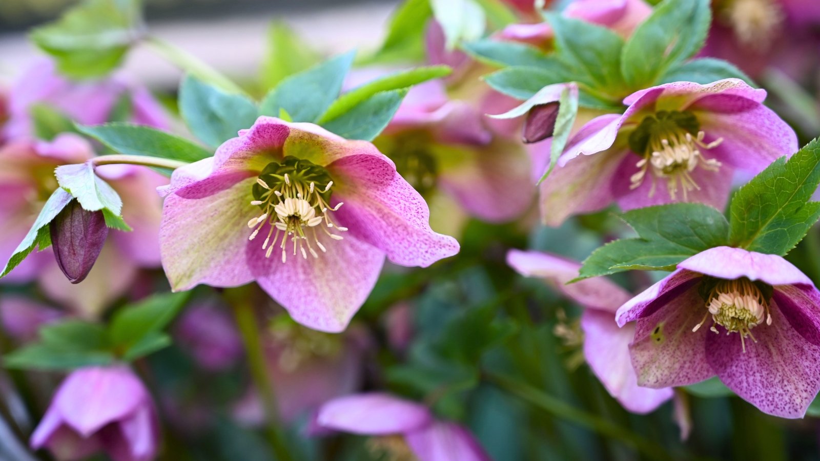 Several cup-shaped flowers with mottled pink petals and a central cluster of yellow stamens surrounded by deep green, leathery leaves.