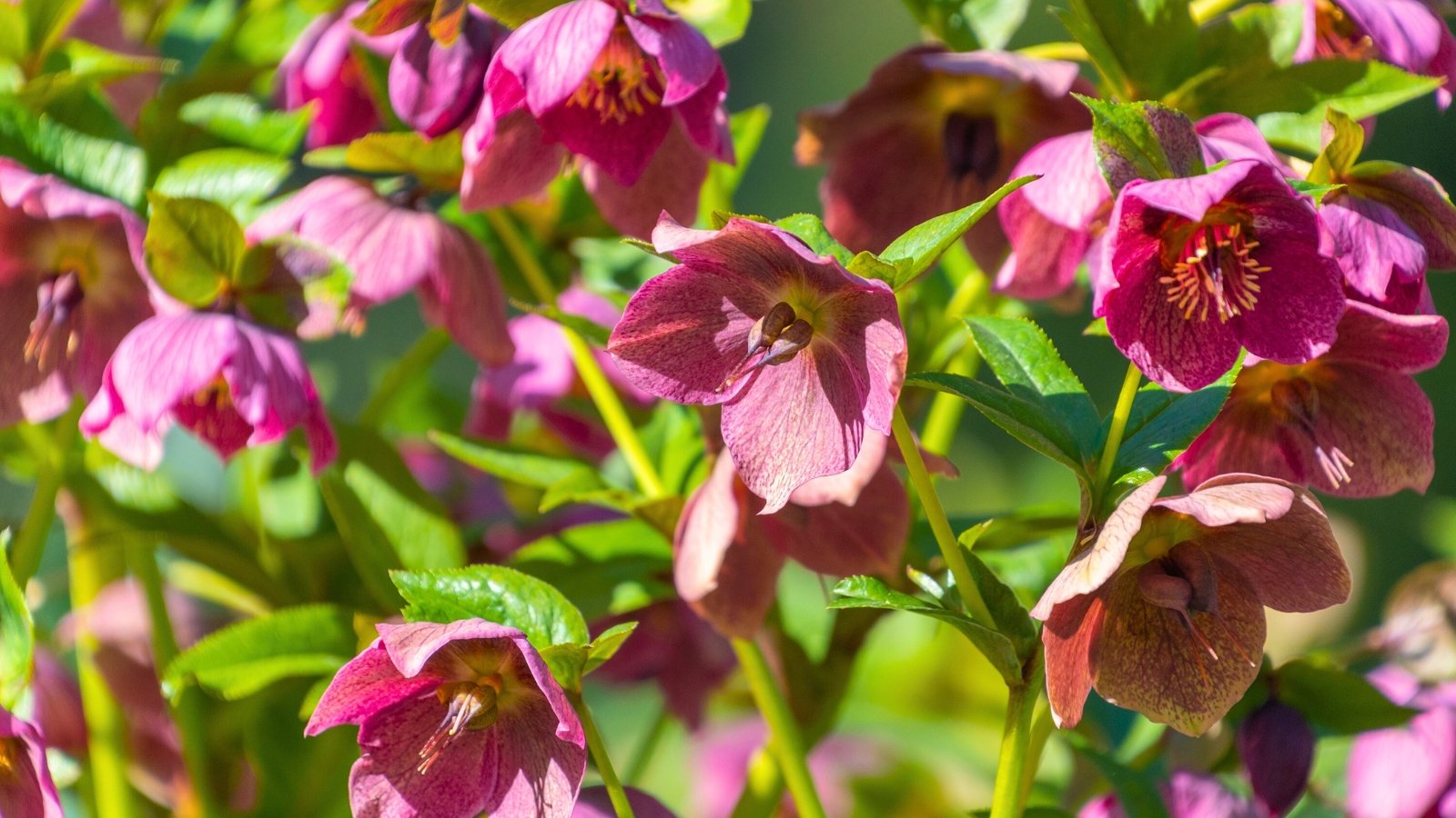 A close-up of drooping, bell-shaped flowers with dark pink and maroon petals and yellow stamens visible inside.