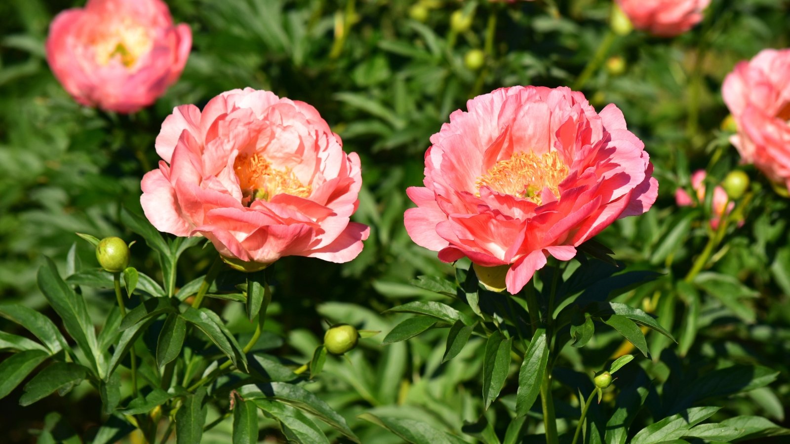 Large, coral-pink, double flowers with ruffled petals bloom atop sturdy stems, surrounded by glossy, dark green, deeply lobed leaves.