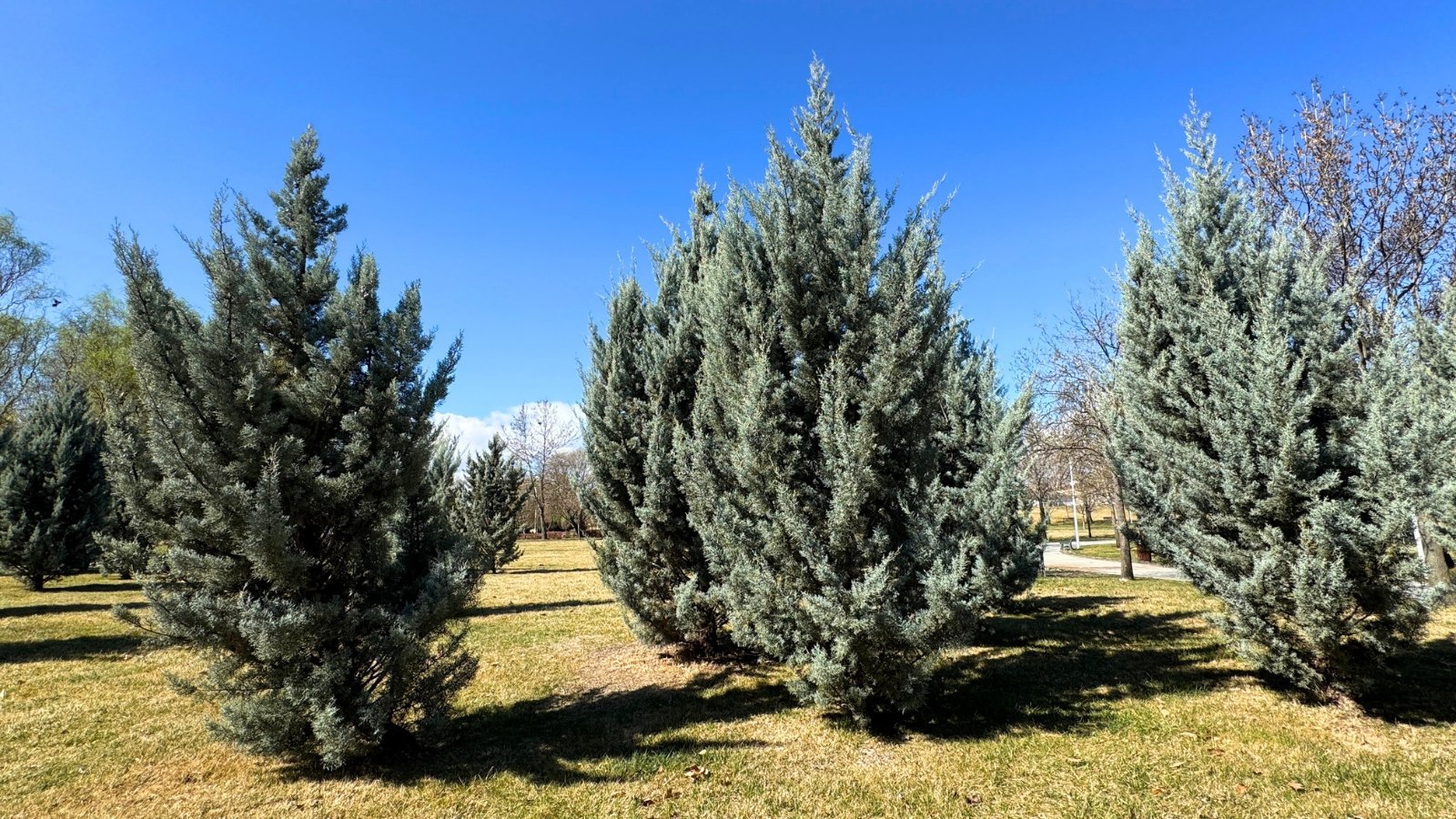 Several conical evergreen trees with dense, silvery-blue foliage grow in a grassy area under a bright blue sky.