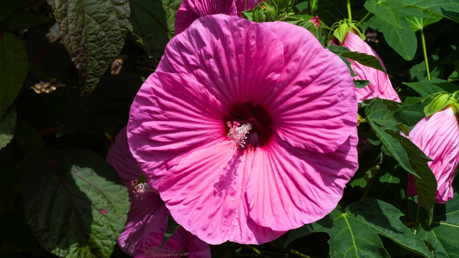 Vibrant pink flower with bold, overlapping petals and a deep red eye surrounding the stamen, contrasted by broad, green, heart-shaped leaves with a slightly glossy surface.