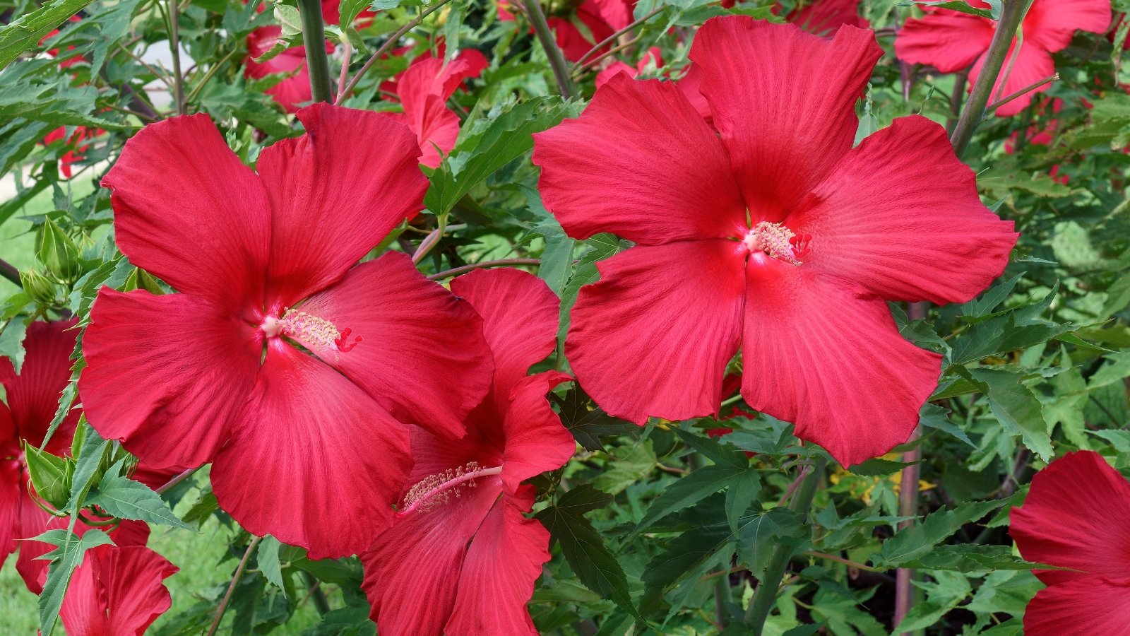 Vibrant red flowers with smooth, overlapping petals and a prominent central stamen bloom among broad, green, heart-shaped leaves with a slightly glossy texture.