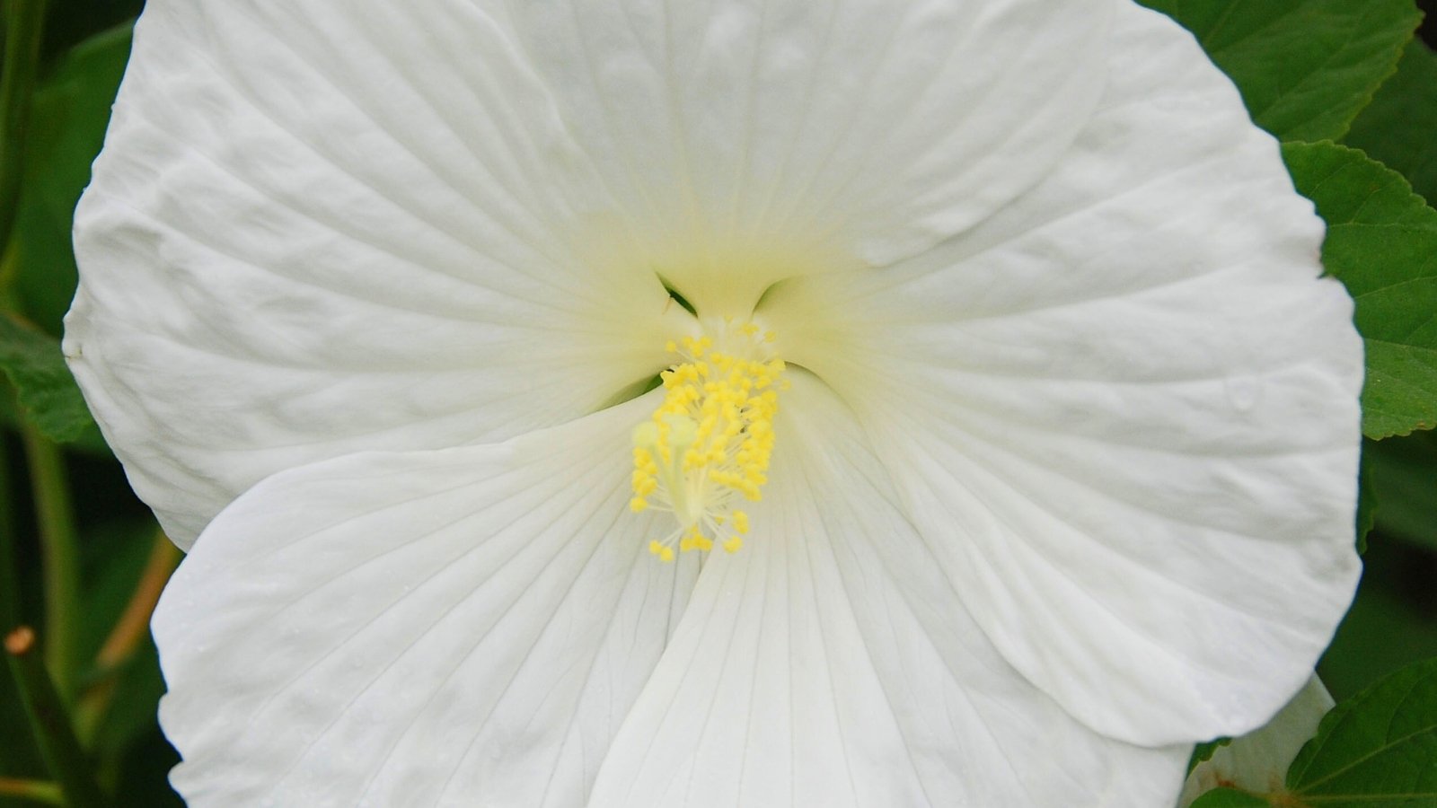 Large, creamy white flower with soft ruffled petals and a pale yellow center stands out against broad, green, heart-shaped leaves.