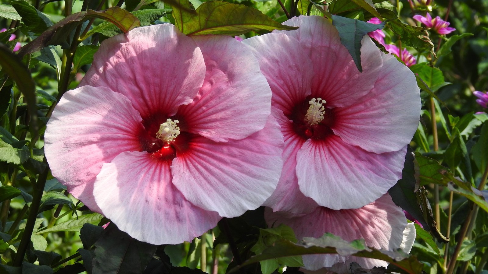 Striking pale pink flowers with darker veining and a deep red center bloom against dark, burgundy-purple, heart-shaped leaves with a smooth, slightly glossy texture.
