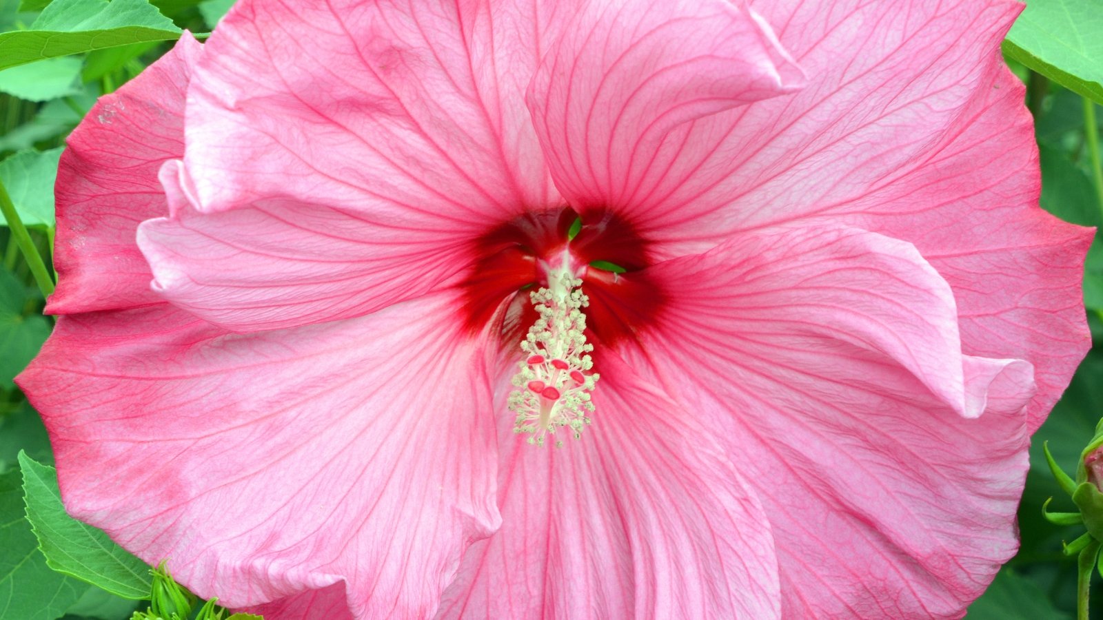 Large, soft pink flower with smooth, overlapping petals and a deep red eye surrounding the stamen is framed by broad, green, heart-shaped leaves.