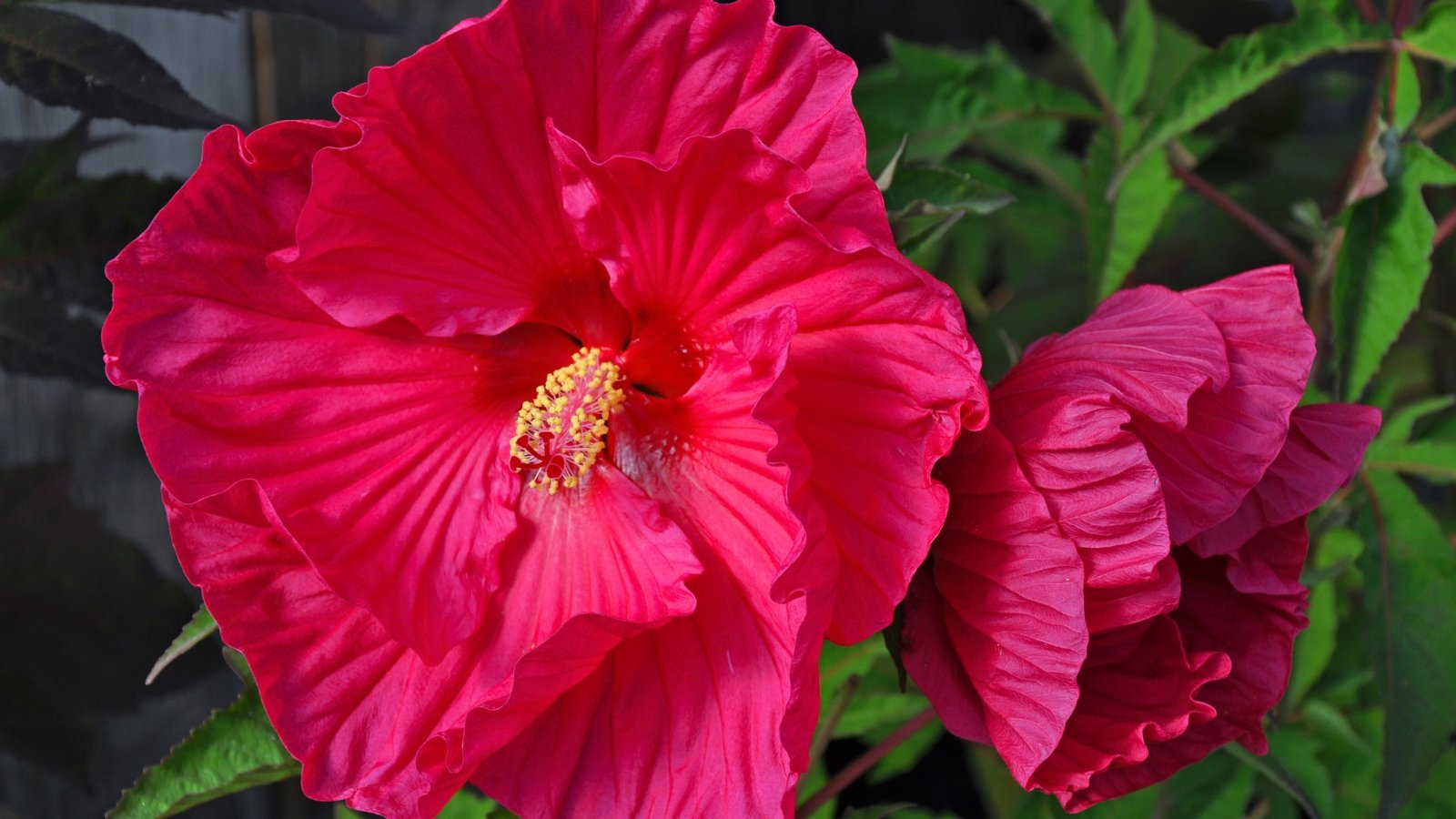 Showy bright pink flowers with heavily ruffled, layered petals and a soft red center stand out against broad, green, lobed leaves with a smooth, slightly glossy texture.