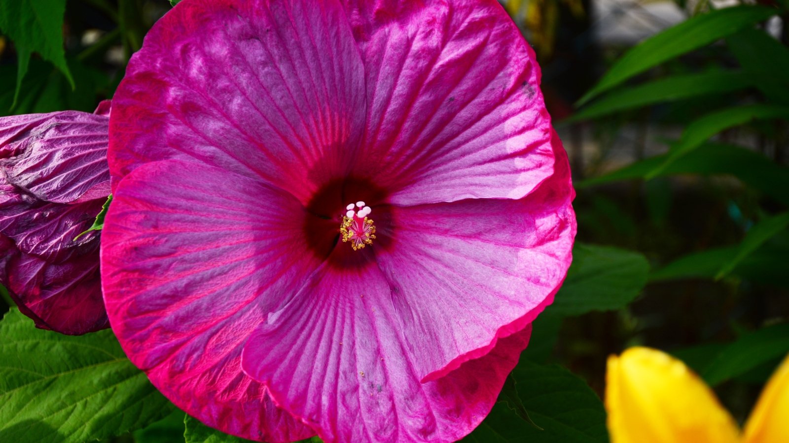 Large, bright rose-pink flower with overlapping, slightly ruffled petals and a pale central stamen, framed by broad, green, heart-shaped leaves with a smooth texture.