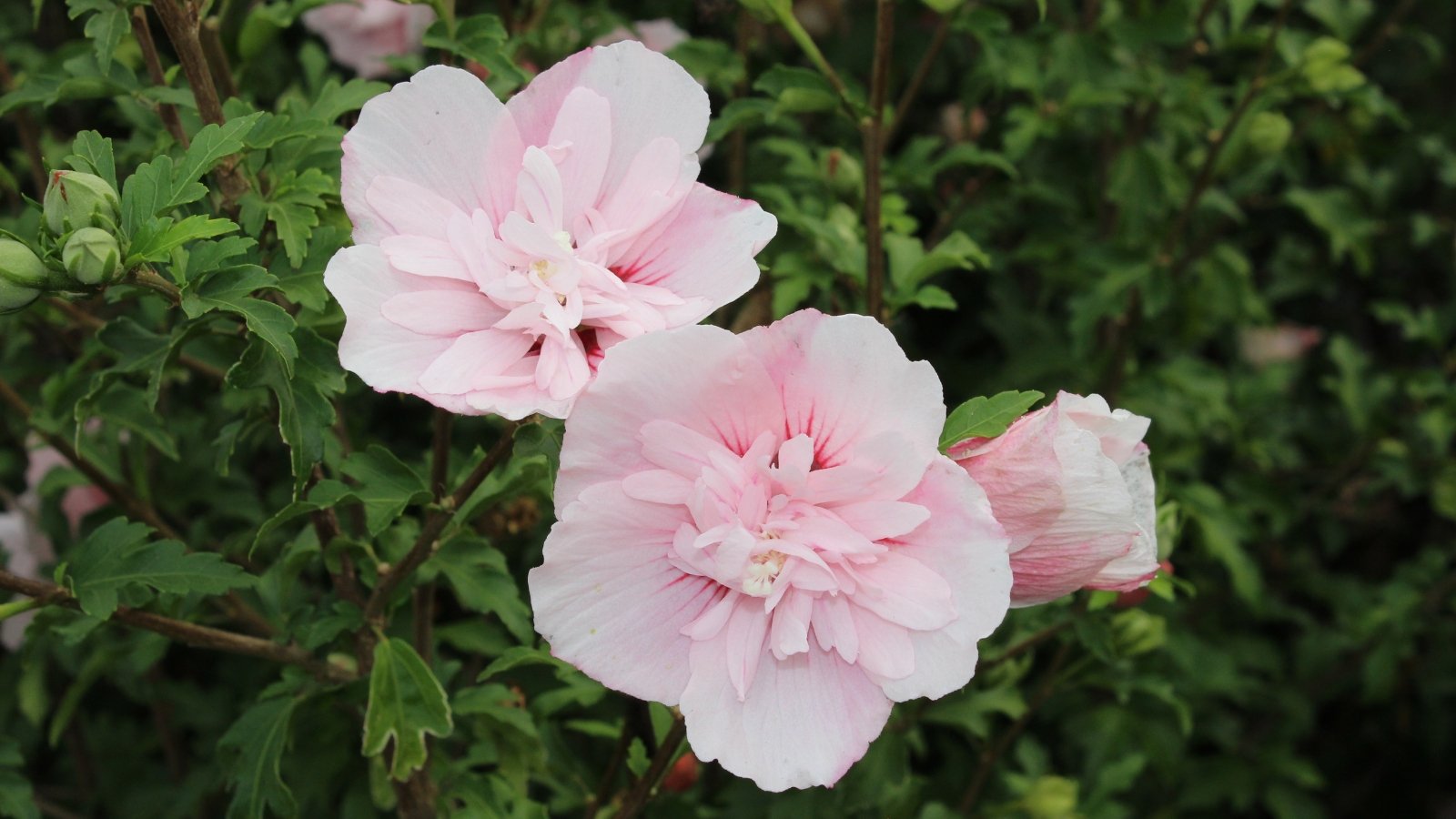 Soft pink double flowers with ruffled, layered petals and a pale center bloom among medium green, serrated, lobed leaves with a slightly matte texture.