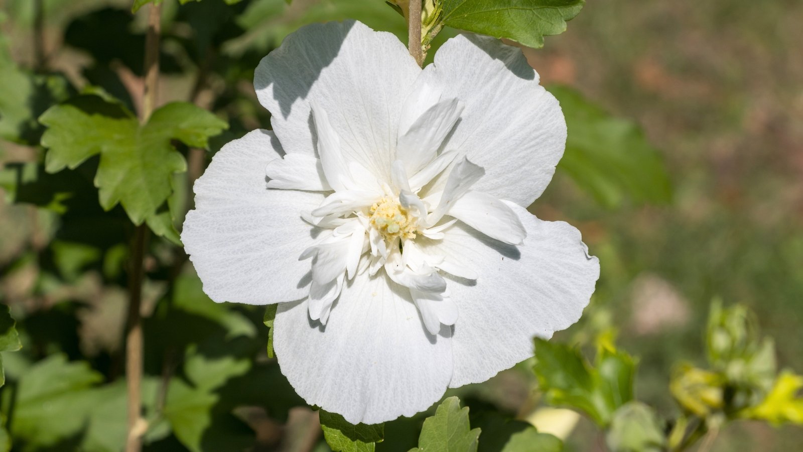 Elegant pure white flower with overlapping, slightly ruffled petals and a pale yellow center bloom among medium green, serrated, lobed leaves with a smooth, matte texture.