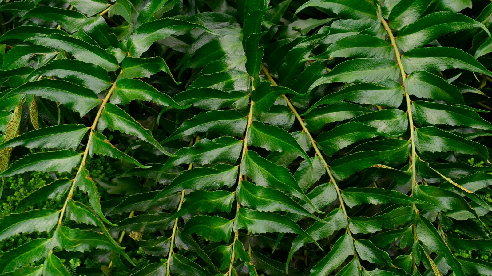 A close-up shot of several developing dark-green leaves of the Holly Fern, all situated in a well lit area