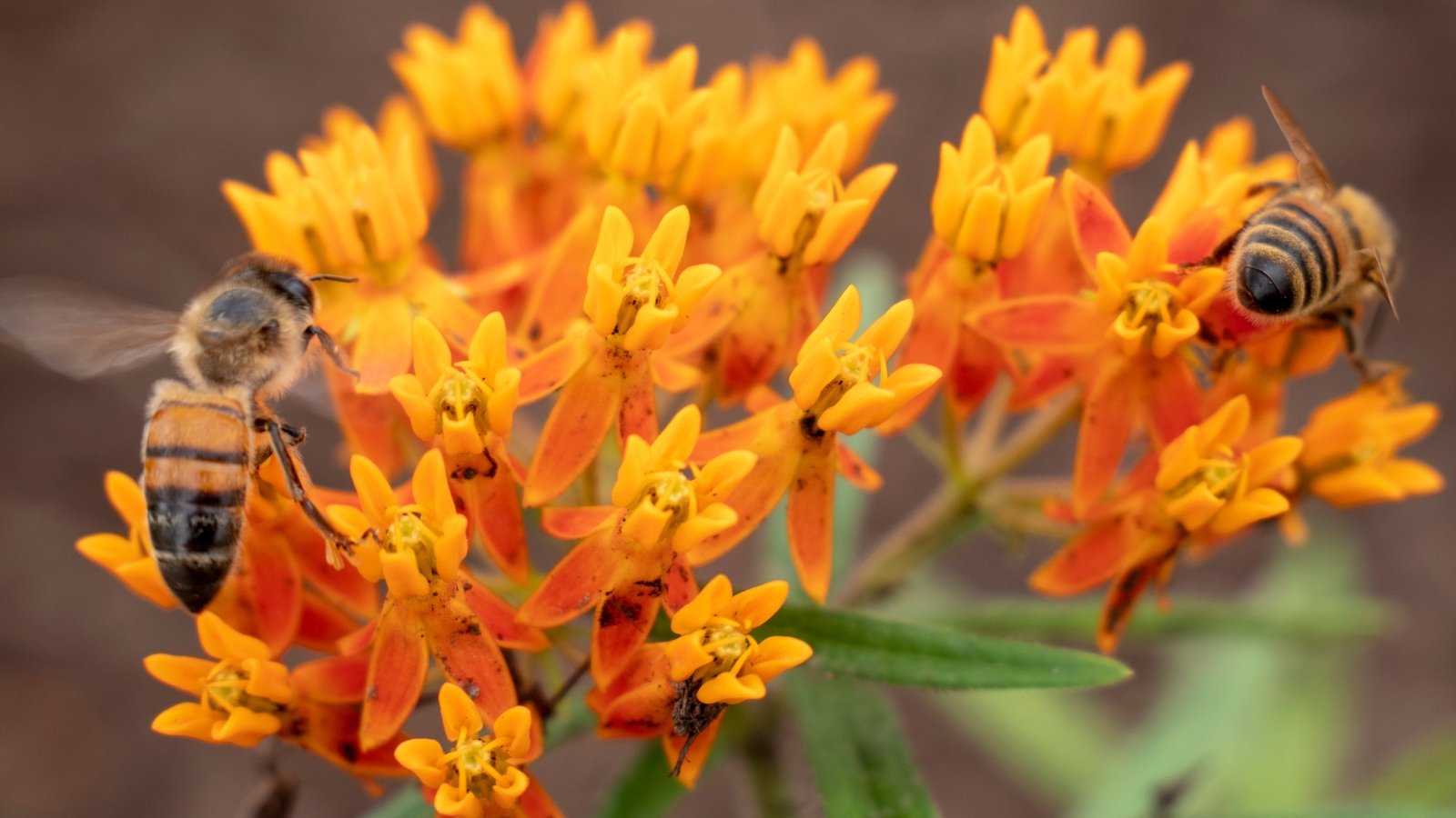 Several honey bees gather pollen from clusters of bright orange milkweed flowers.