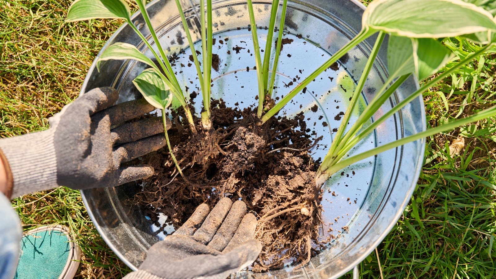 Gloved gardener holding a metal bucket filled with divided hosta plants, showing thin bare roots and green leaves edged with white variegation.