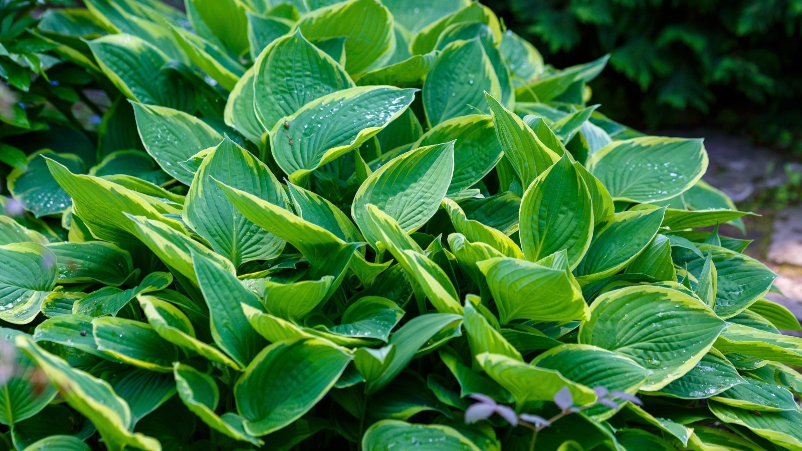 A large, rounded mound of lush, variegated leaves, with a prominent light yellow-green central area surrounded by a darker green margin.