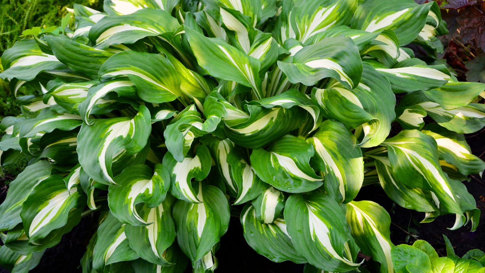 A clump of broad, heart-shaped leaves with creamy white centers and green edges growing close to the ground.
