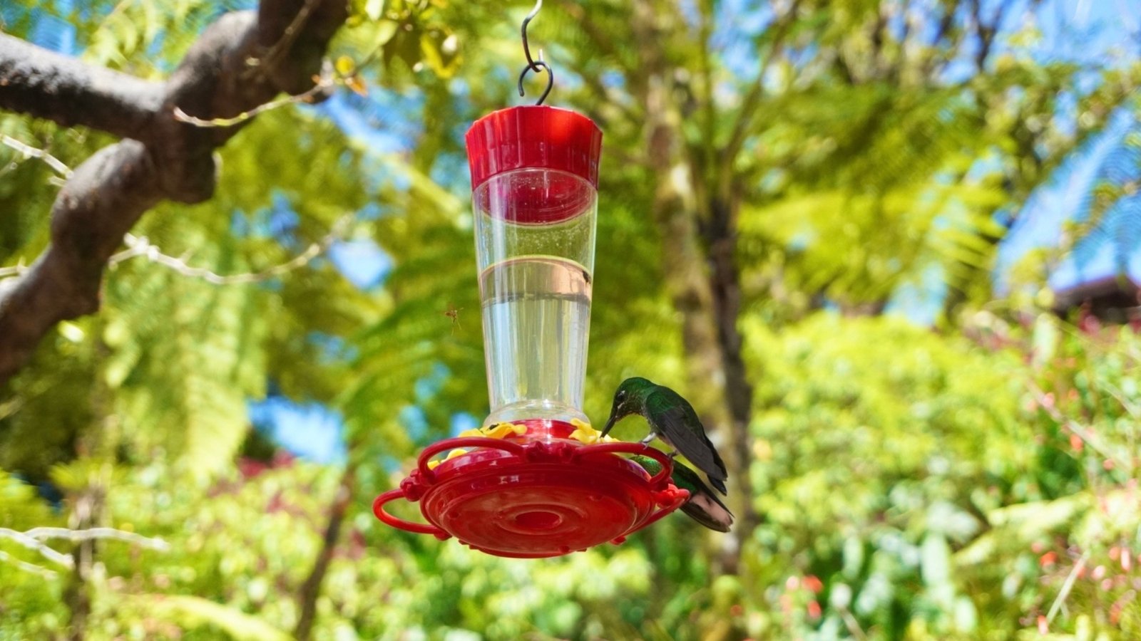 Vibrant green hummingbird with shimmering throat feathers hovering at a red tubular feeder full of sugar water with yellow feeding ports.