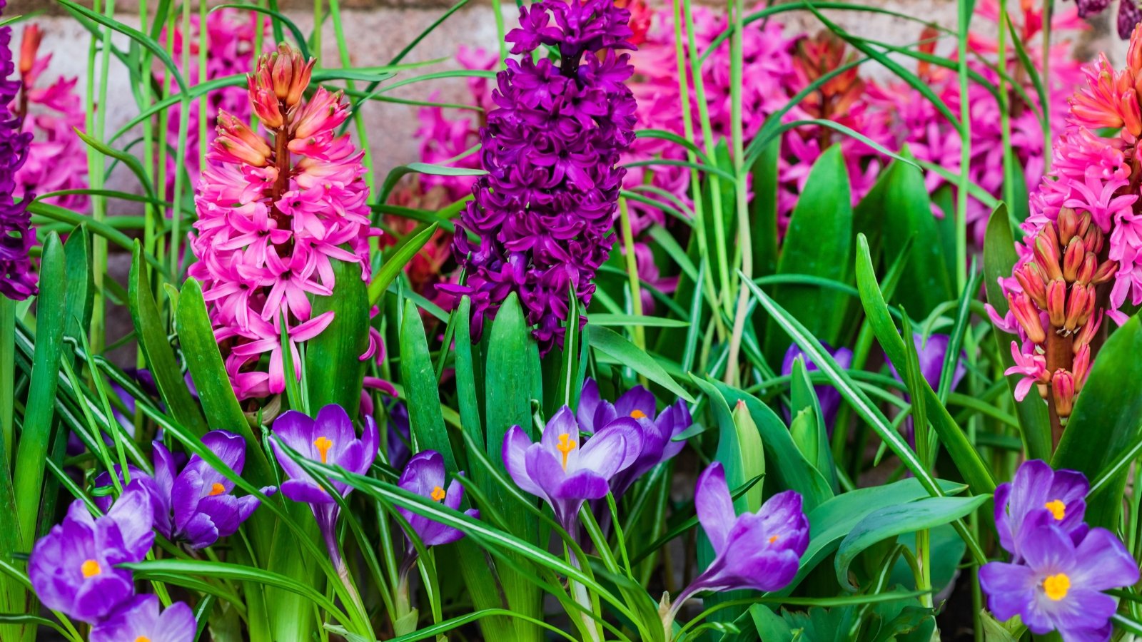 Blooming pink hyacinths with dense, fragrant flower spikes stand alongside delicate purple crocuses with slender petals.
