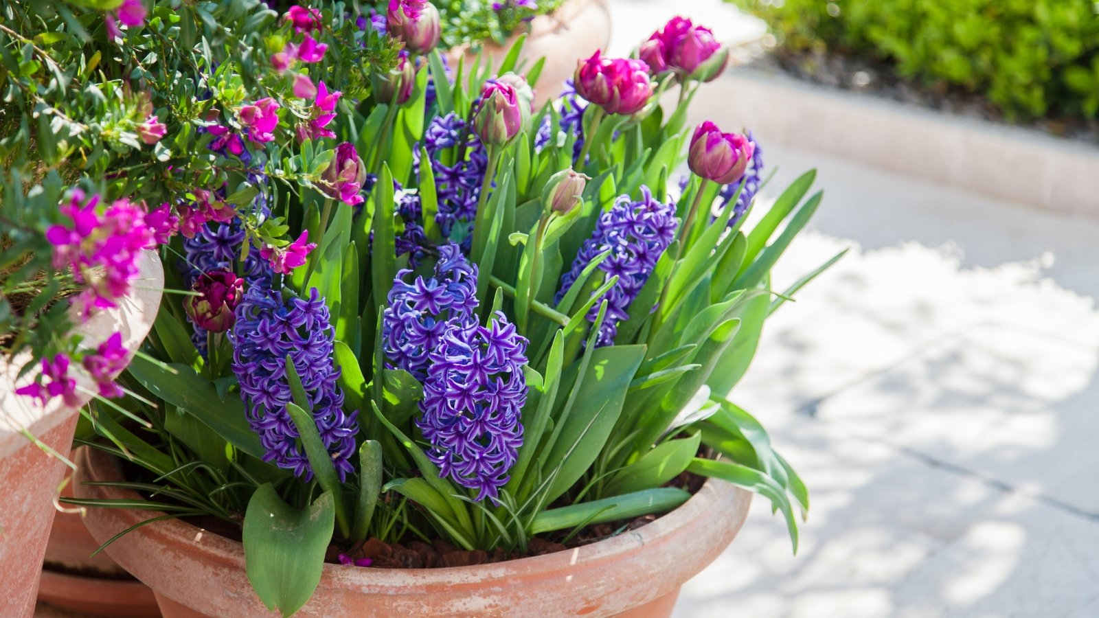 Blooming purple hyacinths with dense, fragrant flower spikes stand beside soft pink tulips with smooth, layered petals in a clay pot outdoors.