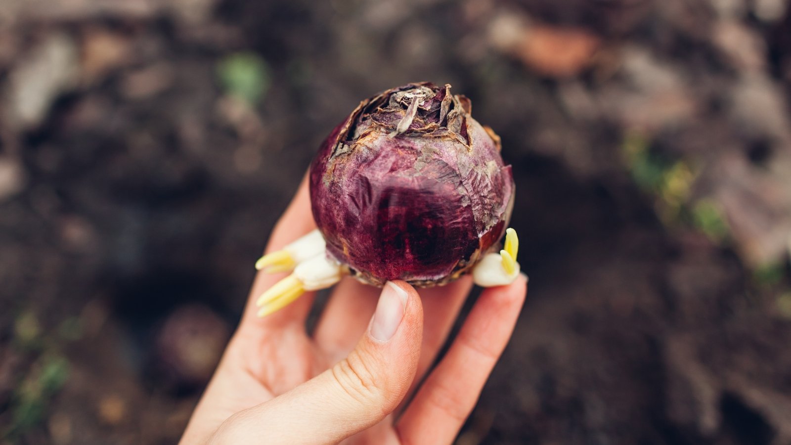 A female hand holds a hyacinth bulb encased in a deep purple husk, showing its rounded base and pointed tip.
