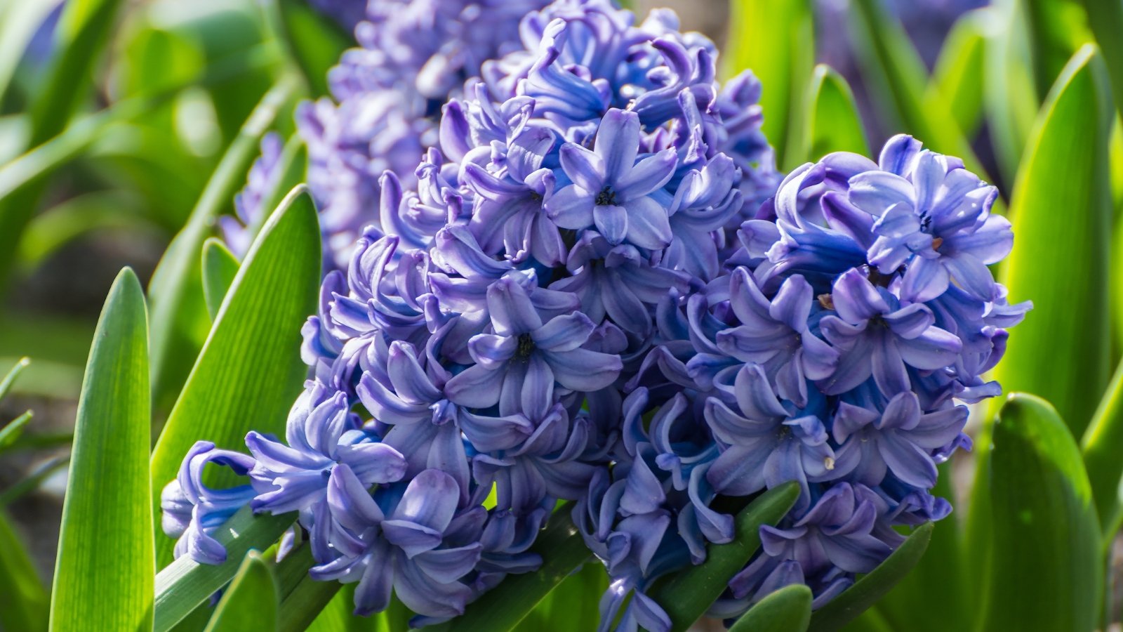 Upright stems with long, strap-shaped green leaves are crowned with dense clusters of blue, tubular flowers in full bloom.