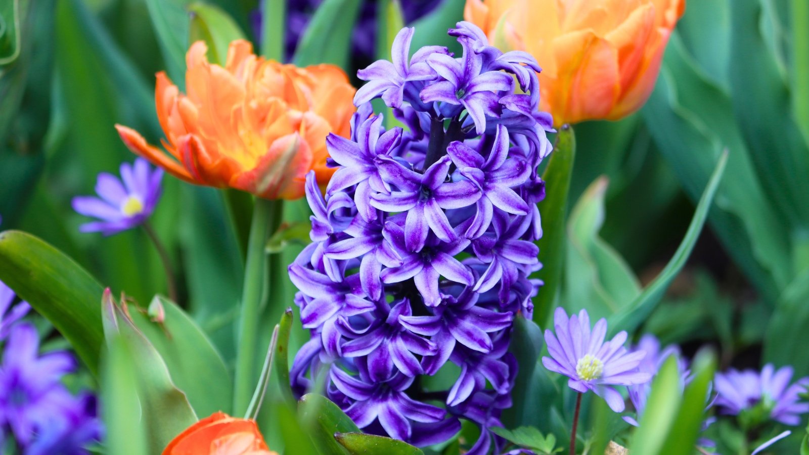 A tall, cylindrical spike of dense purple flowers with star-shaped petals stands out among large, folded green leaves and nearby orange blossoms.