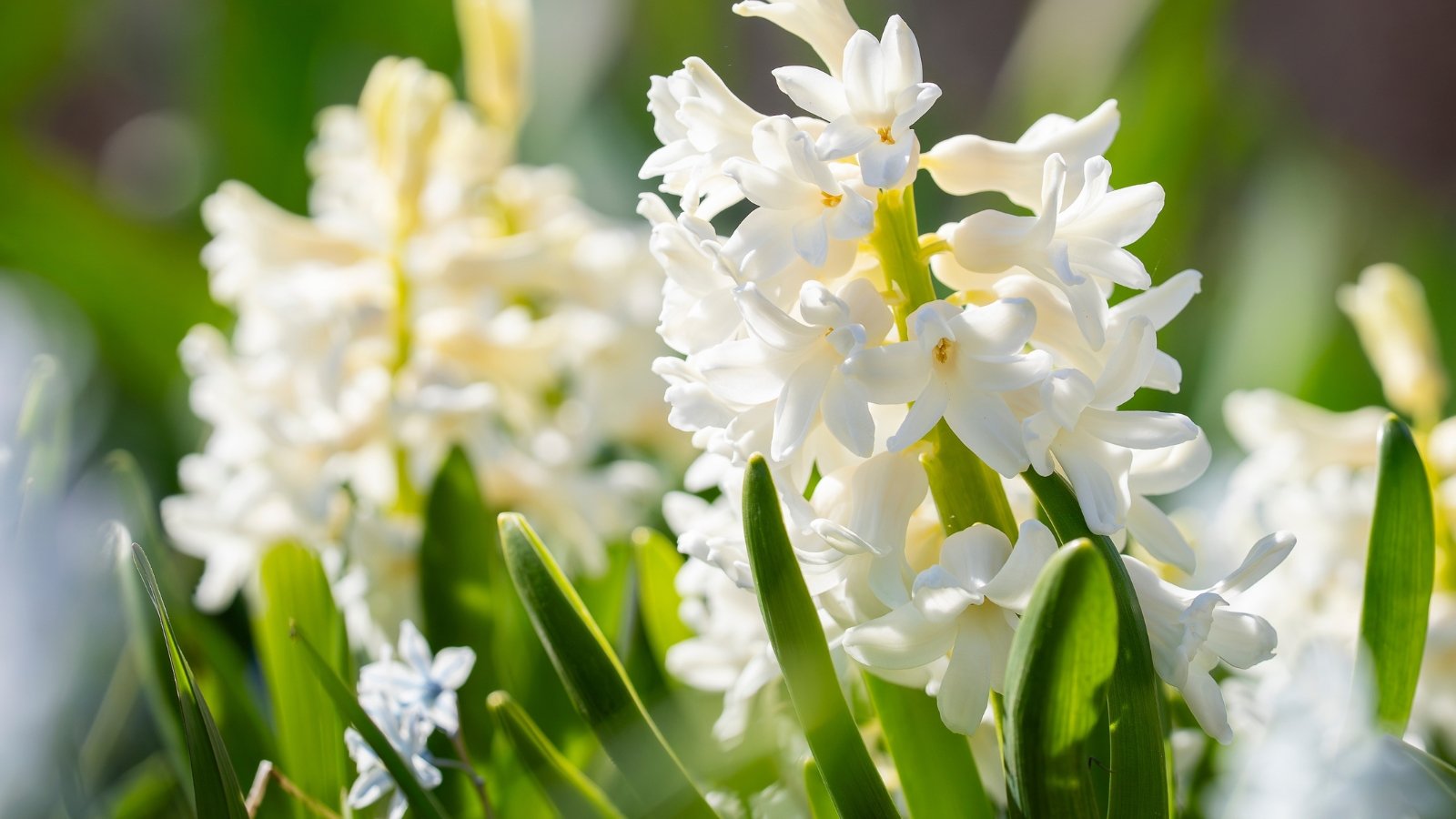 Dense clusters of soft white, tubular flowers bloom atop upright green stems with long, strap-shaped leaves.